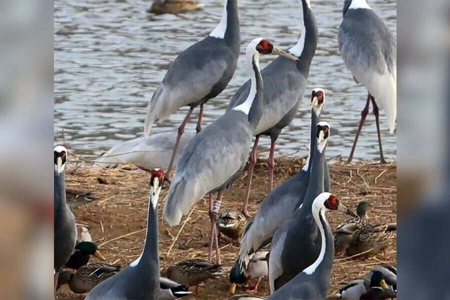 Ученым издалека пришла приятная новость о журавлике из Приамурья