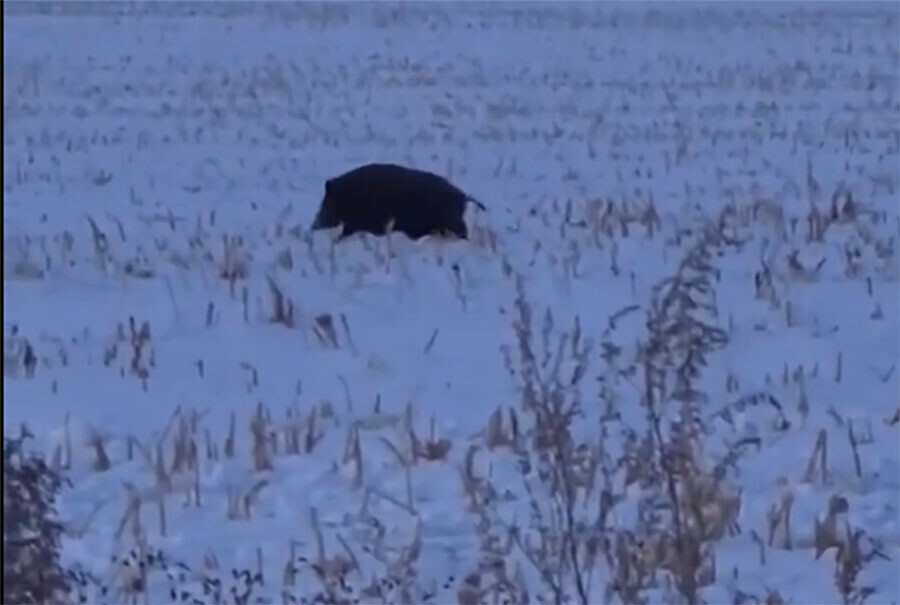 Дикий кабан прогулялся по кукурузному полю видео