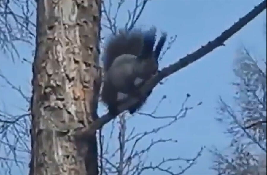 Белку радостно встречающую весну сняли на видео в Амурской области