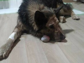 Собаке из Благовещенска которую полуживой нашли в контейнере ампутировали лапу
