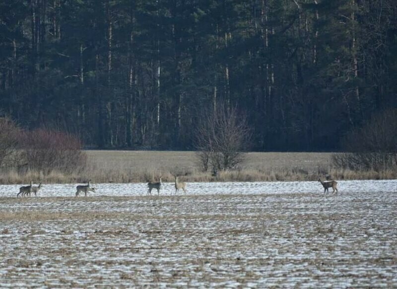 Тепловизор карабин ножи браконьеров охотящихся на косулю задержали в Амурской области