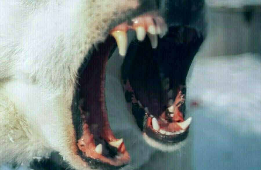 В Свободном девочка стала жертвой бездомной собаки