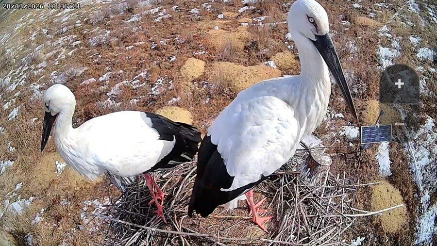 В Амурскую область возвращаются краснокнижные птицы видео