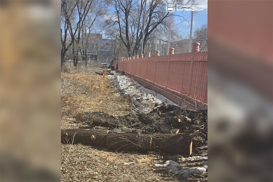 Около одной из самых красивых школ Благовещенска спиливают деревья и устанавливают новое  ограждение