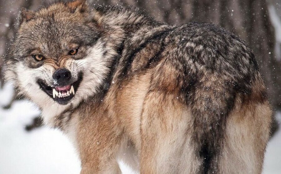 В Приамурье на человека напал волк