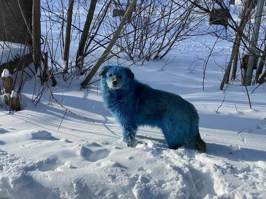 В Нижегородской области обнаружили голубых собак Что говорят специалисты