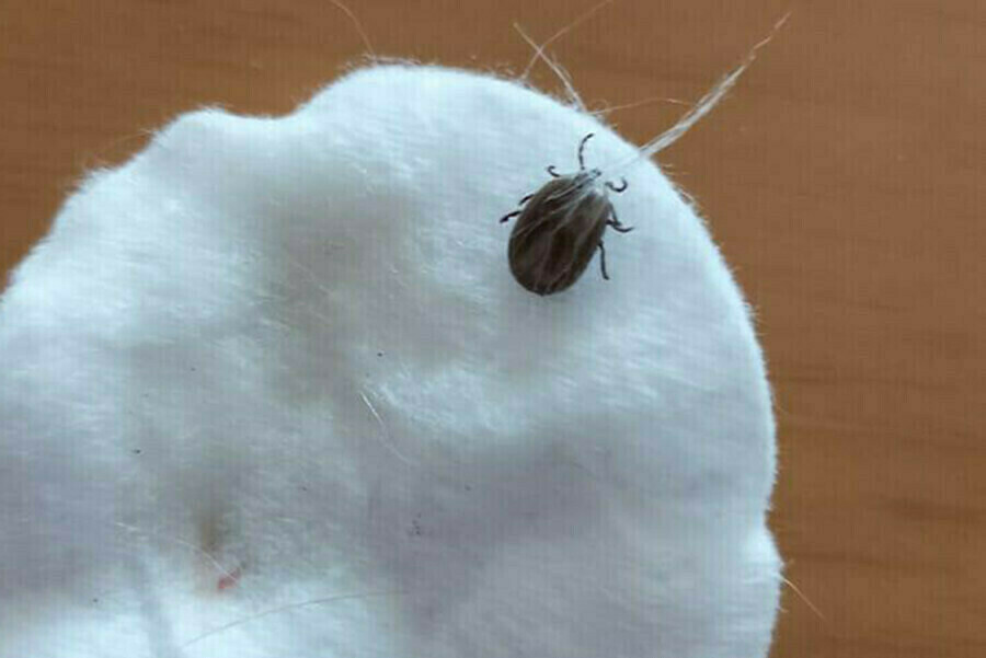 Амурчанам стоит опасаться проснувшихся клещей