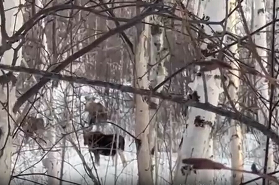 Молодых рогатых животных ищущих лучшую долю сняли на видео в заказнике Приамурья