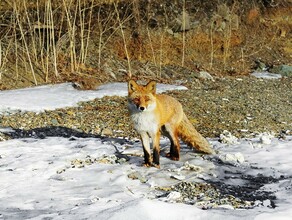 В Приамурье зафиксирован новый случай бешенства у дикого животного 