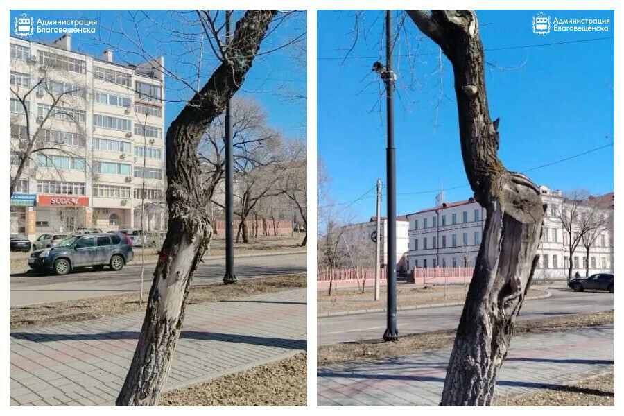 В Благовещенске начали спиливать деревья на бульваре в центре города