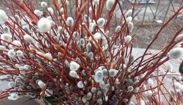 Прогноз погоды в Амурской области на 2 апреля