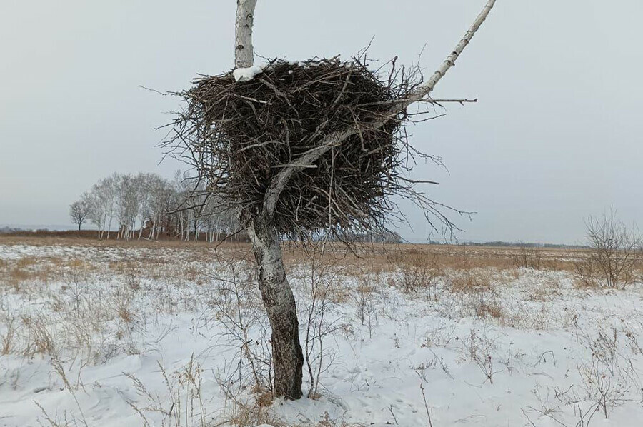 Охотоведы Приамурья проверили жилую площадь вернувшихся птиц