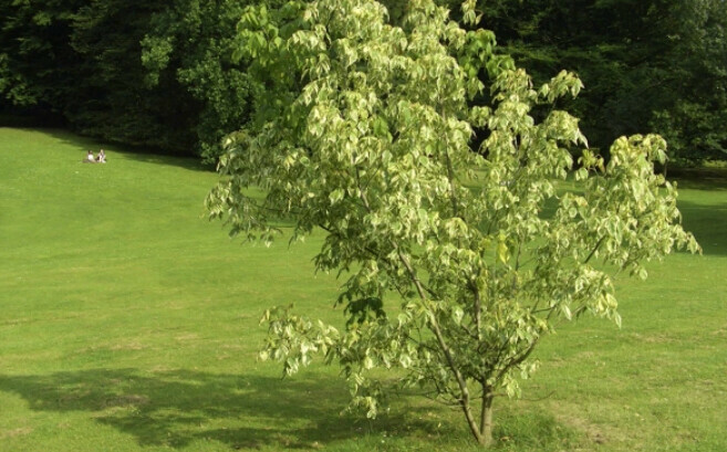 В России американский клен объявлен чужеродным растением и будет уничтожен