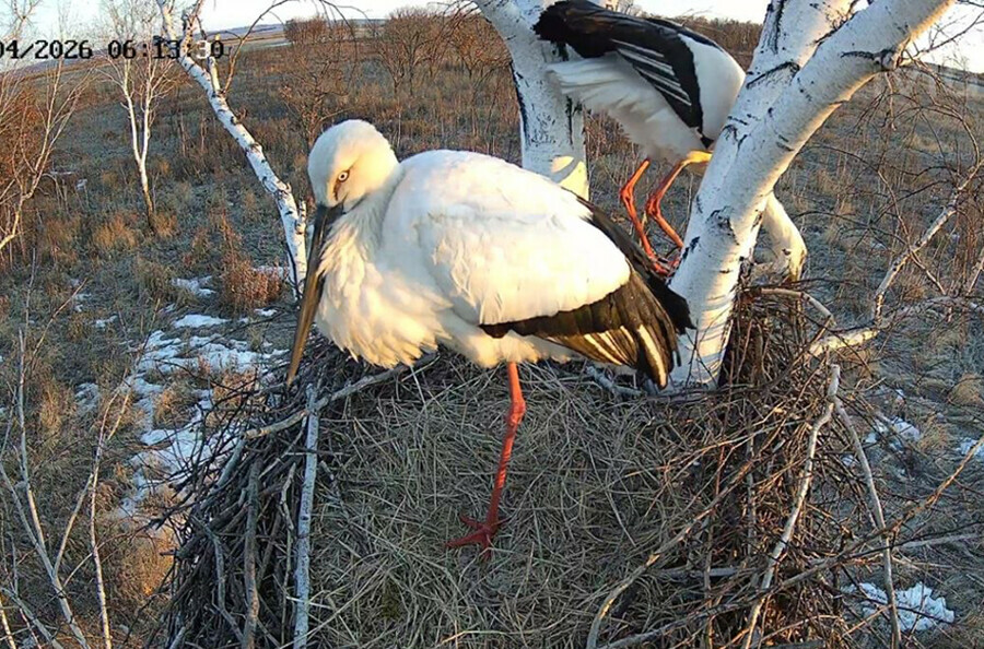 Из заказника Амурской области вышел в прямой эфир 8 сезон сериала о жизни аистов фото