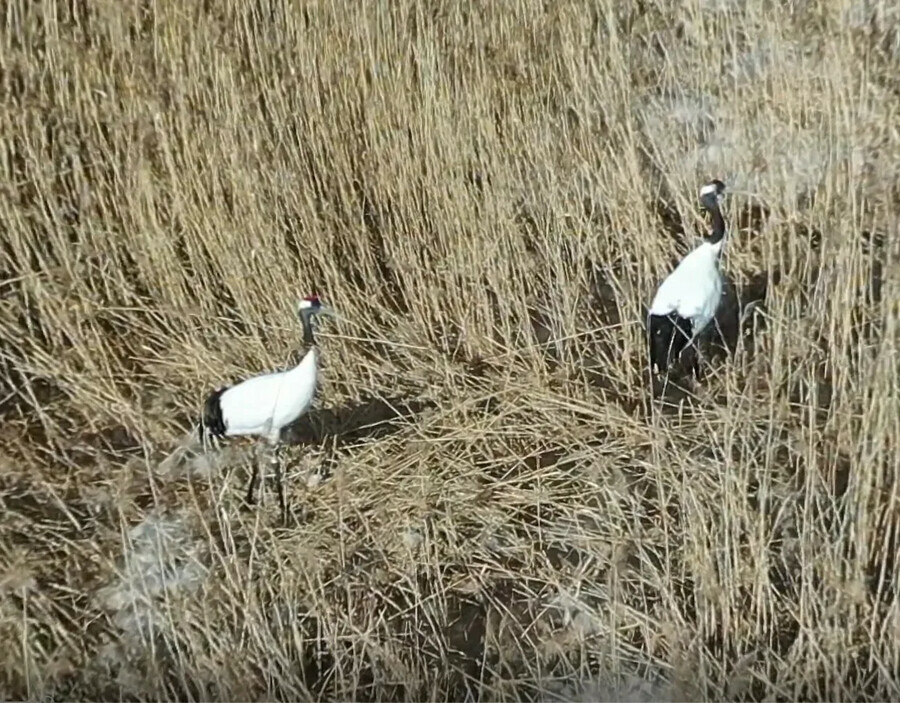 Известные в Амурской области журавли приступили к строительству гнезда