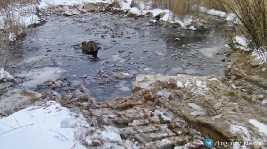 Лесной кот провалился под лед в Амурской области но смог найти выход видео