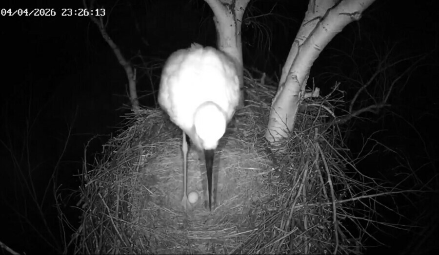 У аистов в Амурской области заметили первое яйцо видео