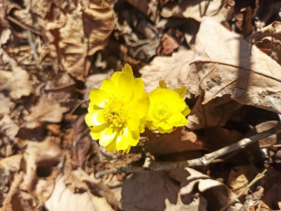 В Приамурье распустился первоцвет связанный с Древней Грецией
