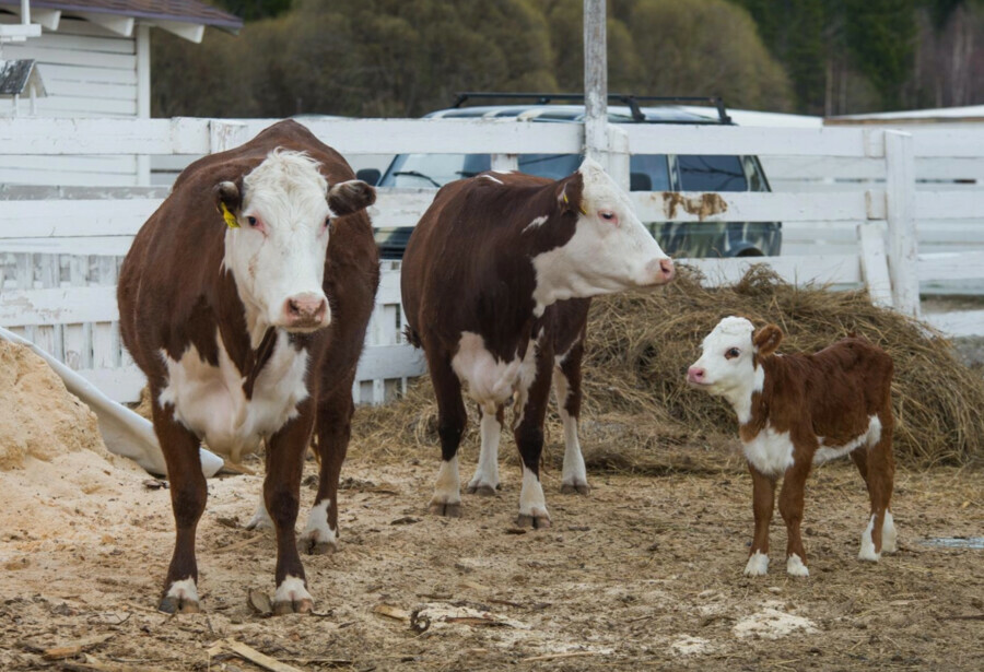 В соседнем Забайкалье ввели карантин по пастереллезу