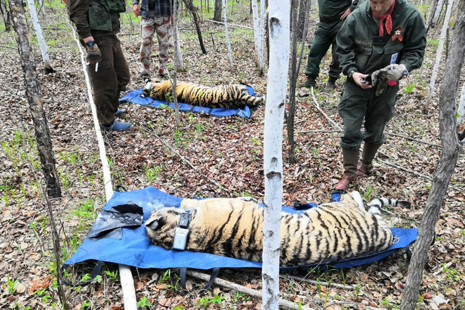 Тигров Елену и Павлика привезли в Приамурье