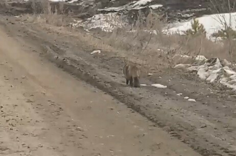 Енотовидная собака не испугалась амурчан подъехавших на машине видео 