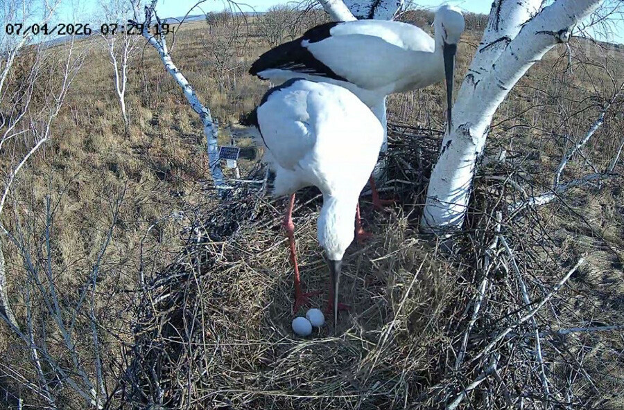 Аистиха Зея в заказнике Приамурья снесла еще одно яйцо  