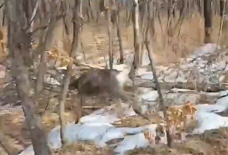 Стало известно о судьбе косули которая металась по центру Свободного видео