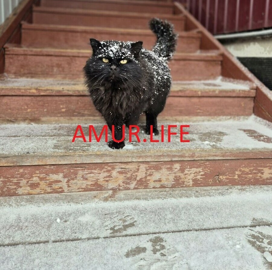 А у нас идет снег пока на юге Приамурья весна на севере  зима видео