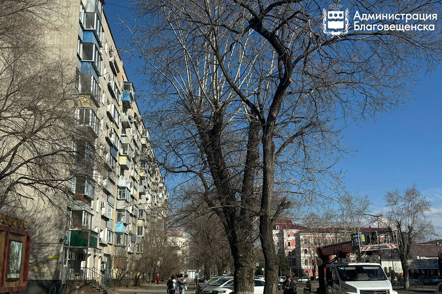 В Благовещенске начали вырубать старые деревья чтобы посадить новые 