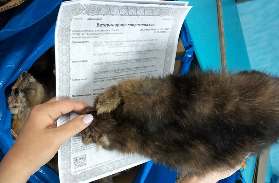 Меха из Амурской области продают за границу