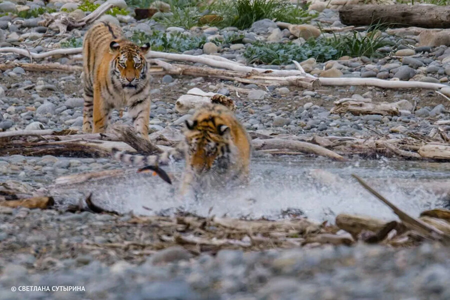 Как люди не раскрывая себя помогли выжить тигрятам обреченным на гибель    