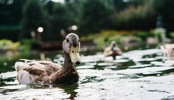 Не больше двух птиц в Приамурье начинается охота на пернатую дичь