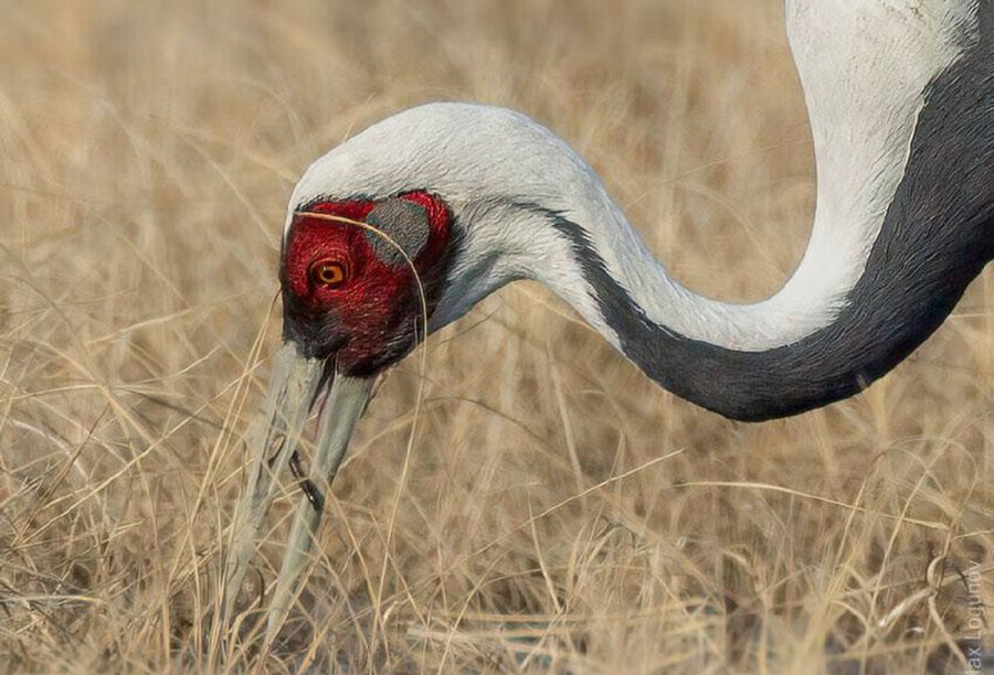 В Амурскую область прилетели пугливые редкие птицы