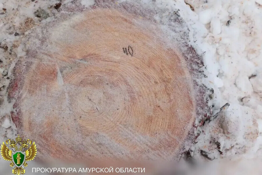 Амурчанин спилил в лесу 4 дерева и за это отдал 600 тысяч рублей грузовик и пилу