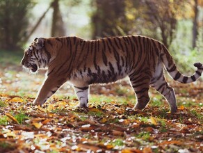 Полосатый праздник сколько тигров обитает в Амурской области