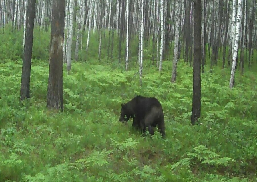 В Норском заповеднике показали голопопого медведя