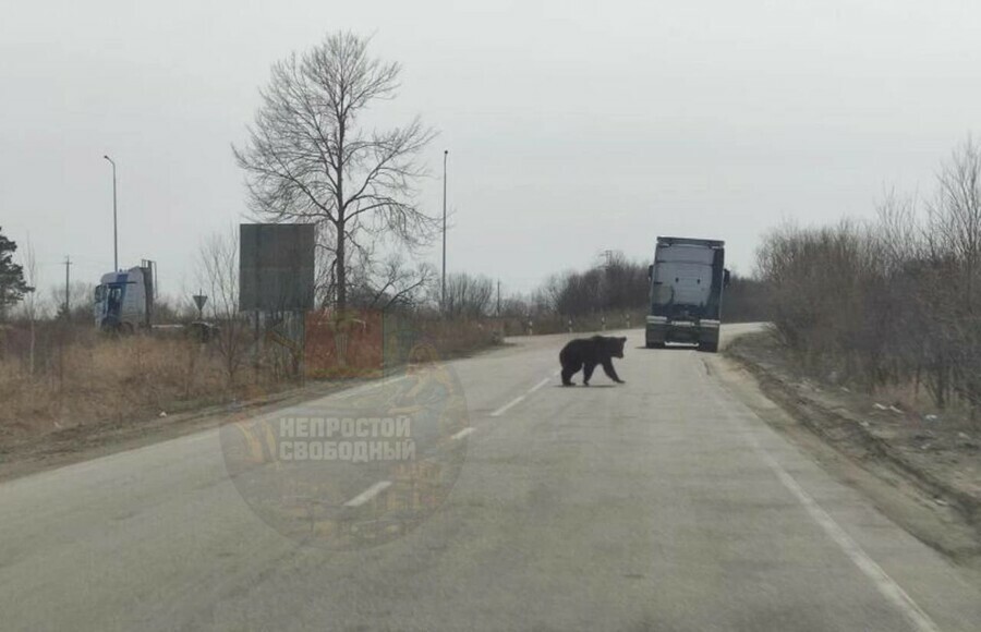 В Приамурье проснувшийся после спячки медведь вышел к населенному пункту