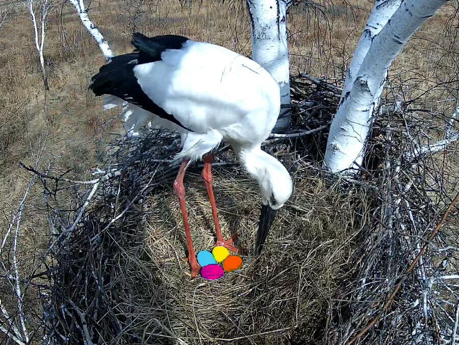 К Пасхе готовы Амурский орнитолог показал разноцветные яйца в гнезде подопечных аистов