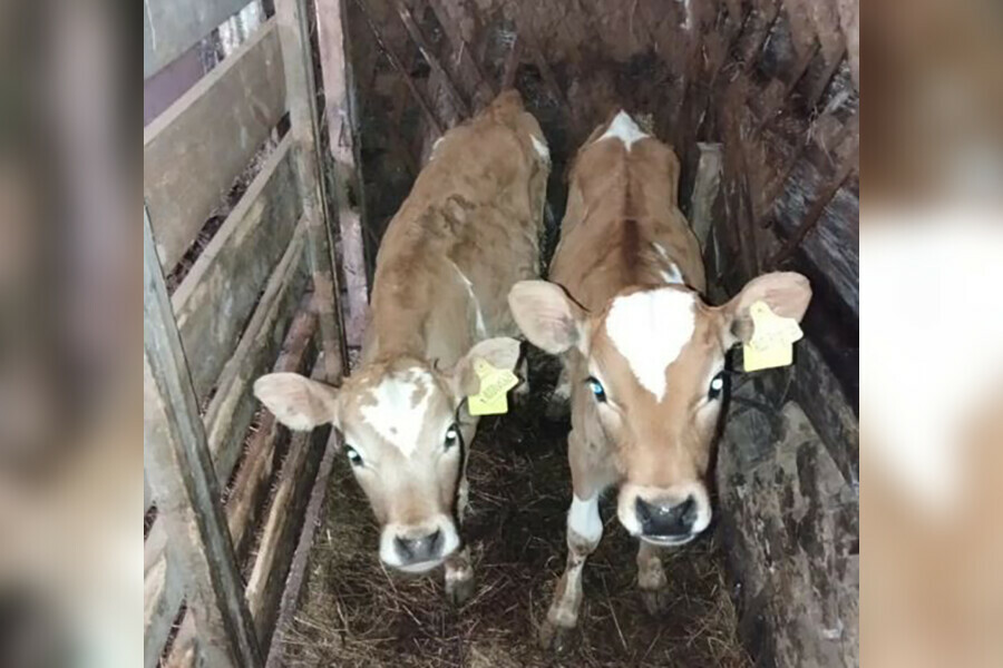 Редкие роды случились у коровы в Амурской области