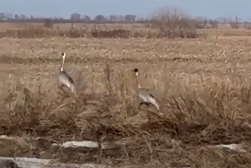 Пока птицыоднолюбы искали место для гнезда на полях Приамурья их сняли на видео 