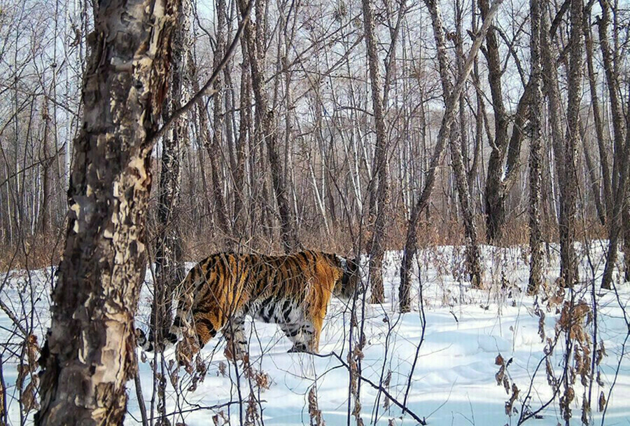 Помогите Помогите ктонибудь Житель Хабаровска получит компенсацию за то что на отдыхе в парке его ранил тигр