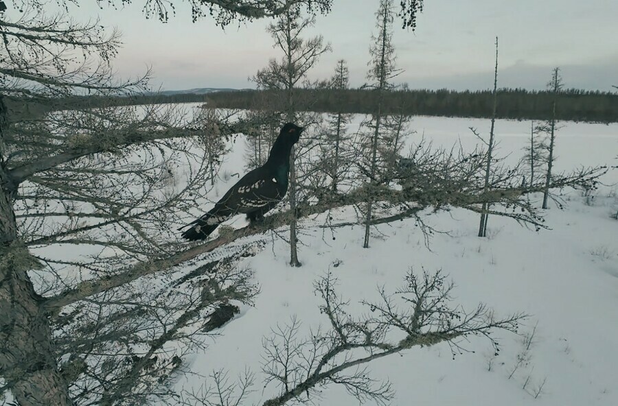 Житель Тынды показал дроноохоту на глухаря