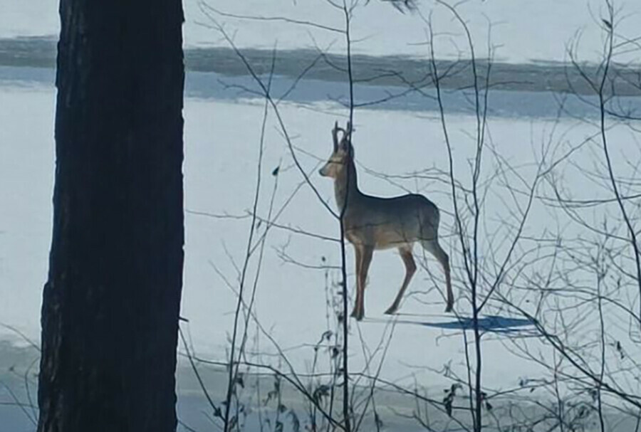 Красавецсамец вышел на лед Зеи себя показать фото