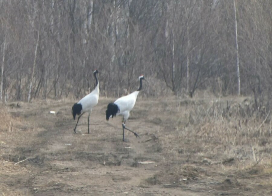 В Хинганском заповеднике встретились журавли выпущенные в природу в разные годы
