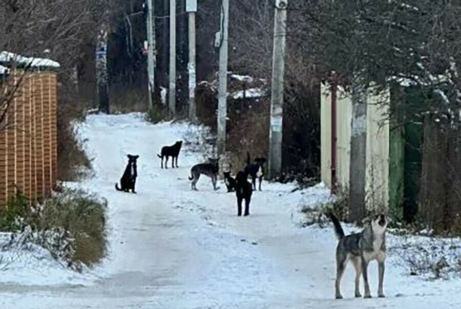  Добросердечная амурчанка завела стаю псов которые находятся на самовыгуле и пугают соседей