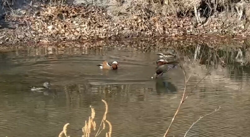 Краснокнижных птиц увидели в окрестностях Благовещенска видео