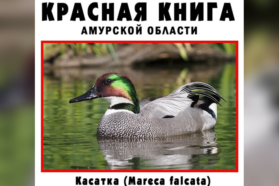 В Приамурье разрешили стрелять пернатую дичь но есть нюансы