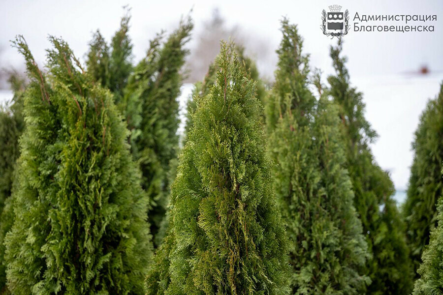 В Благовещенск привезли туи для украшения Трибуны Холл фото