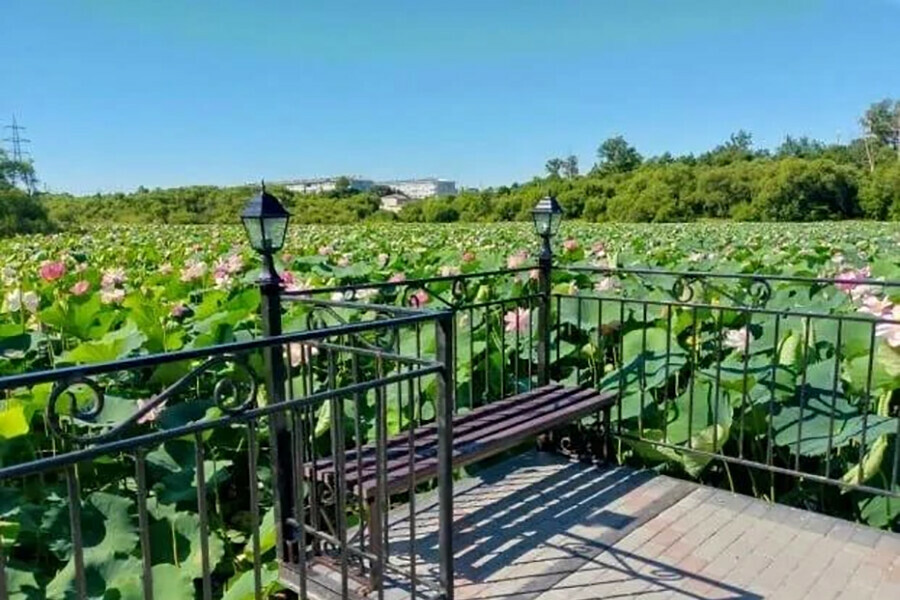 В Амурской области продолжат благоустраивать сквер с роскошными редкими цветами