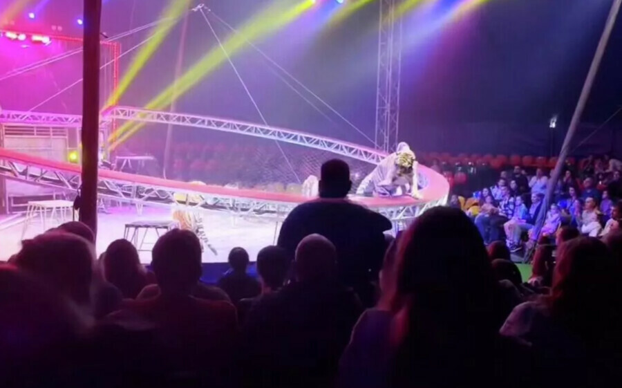 Тигр прыгнул в зрительный зал в цирке Началась паника видео